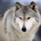 Wolfs_