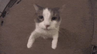 PedroTosta